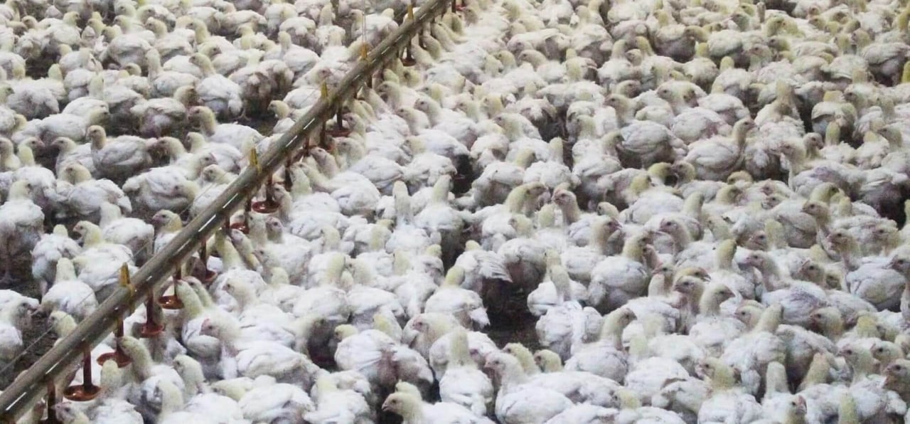 Queensland chicken farm