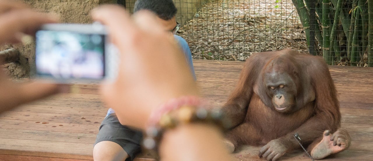 Orangutan selfies in Bali