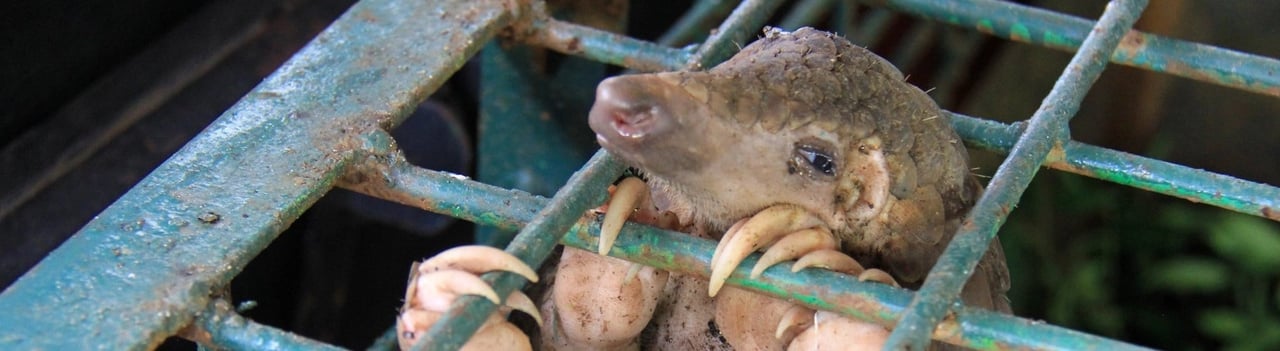 Pangolin in a cage