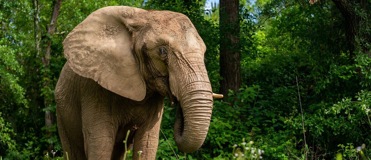 Elephant in sanctuary, Georgia, USA