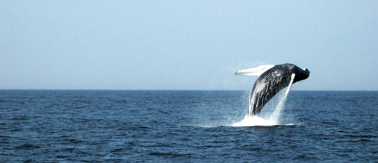 Whale in the wild, USA