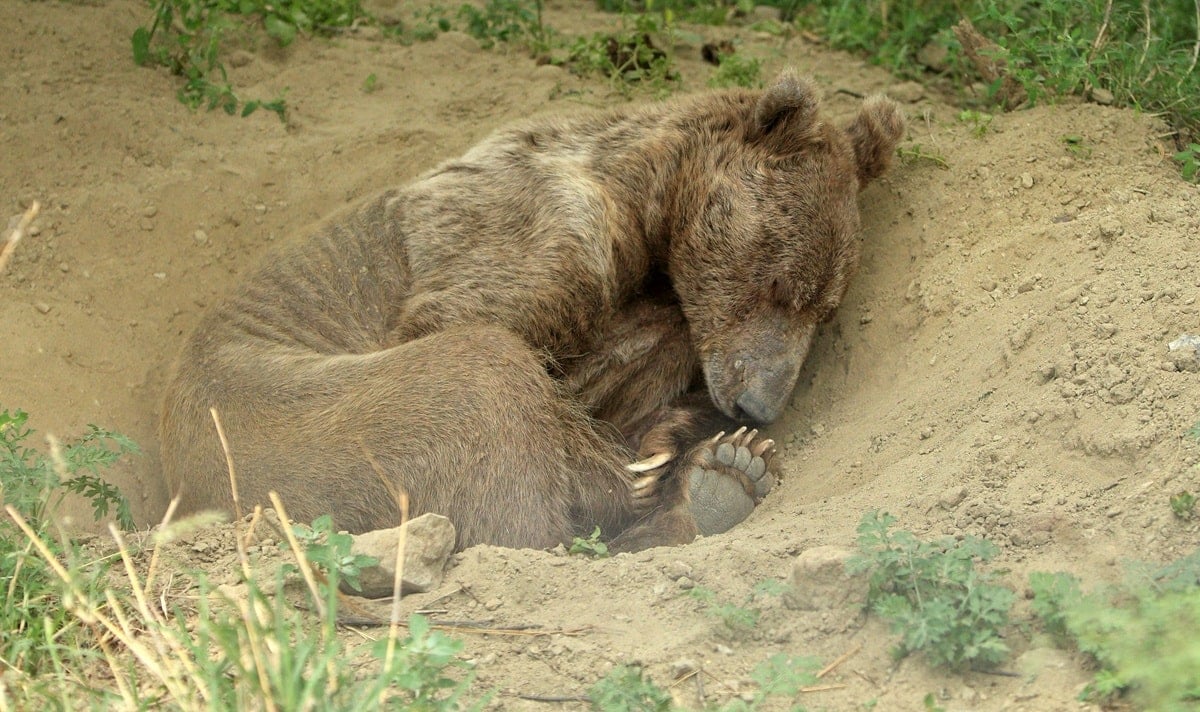 Beech the bear at Balkasar Sanctuary