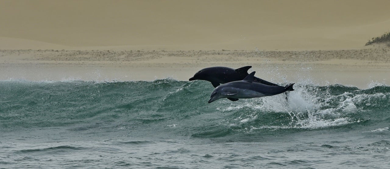 Wild dolphins in Algoa Bay, South Africa