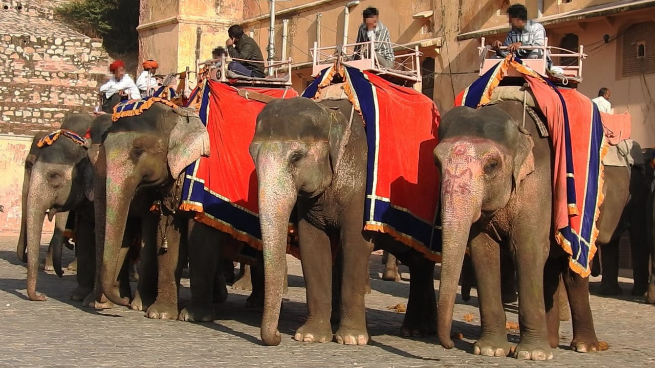 Elephant caretakers sit on their elephants, lined up at Amer Fort, Rajasthan, India.