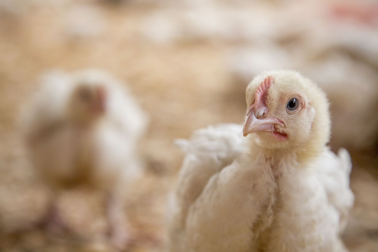 19 day old broiler (meat) chickens in an indoor, deep-litter system. World Animal Protection is calling for better welfare standards for the broiler industry. Credit: World Animal Protection / Georgina Goodwin