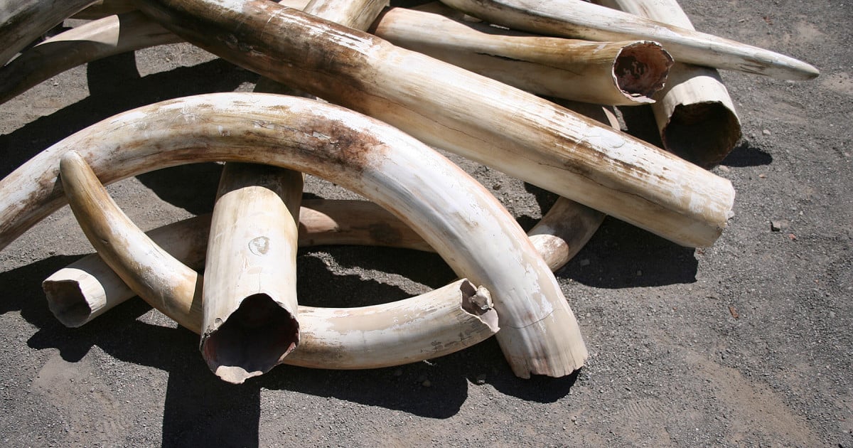 A pile of tusks are captured as a product of trophy hunting. 