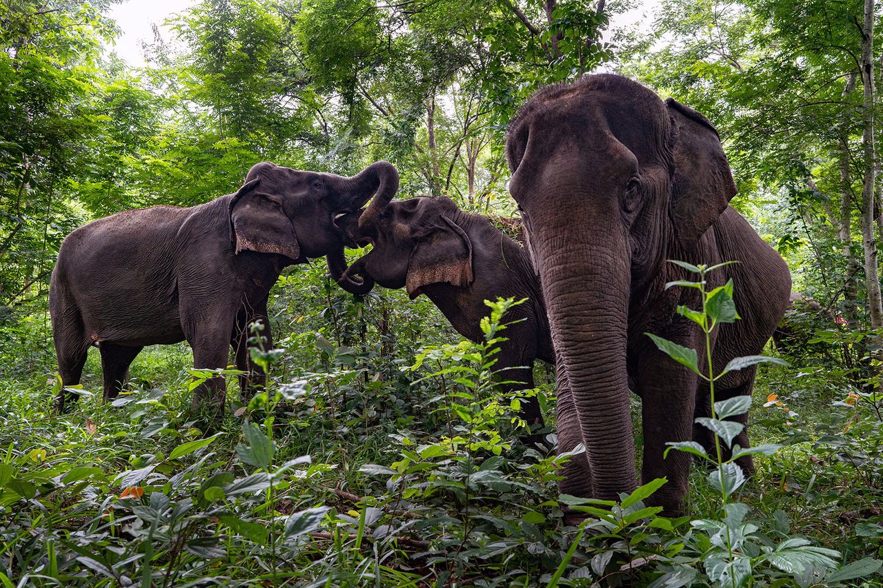 Three elephants are pictured in the wild at a Thailand sanctuary partnering with World Animal Protection.