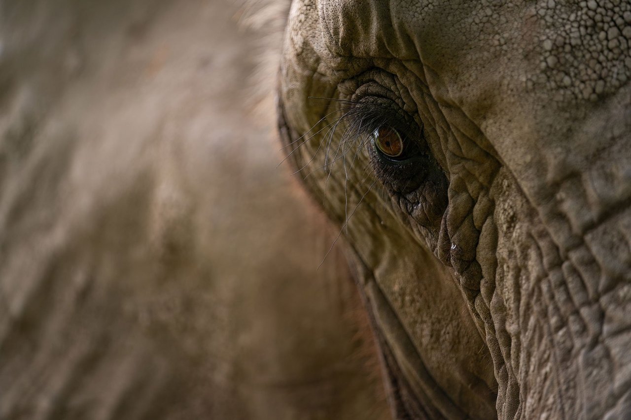 A closeup of an elephant's eye.
