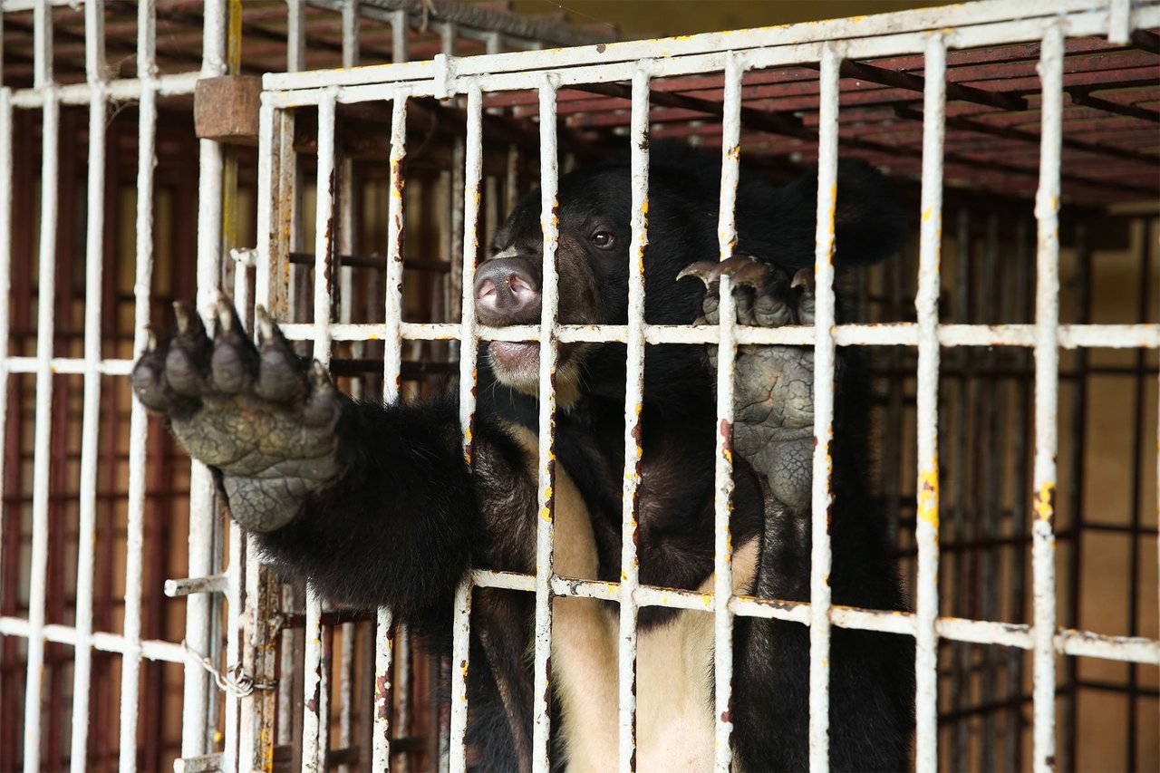 Asiatic black bears