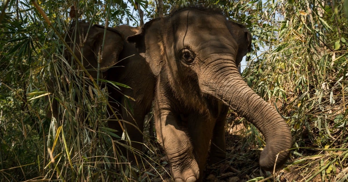 Elephant at Happy Elephant Care Valley in Thailand - Wildlife. Not entertainers - World Animal Protection