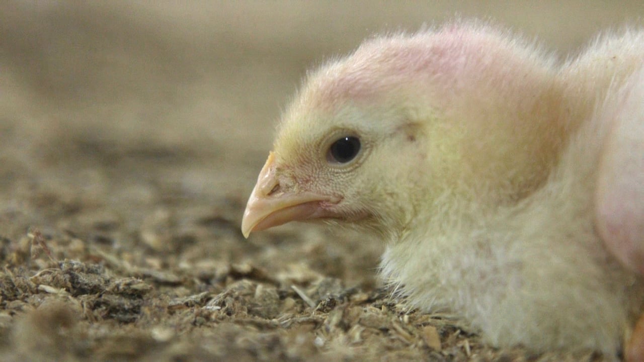 7 day old broiler (meat) chickens in a commercial indoor system. Photography from research conducted by our Investigation and Intelligence team. Credit: World Animal Protection