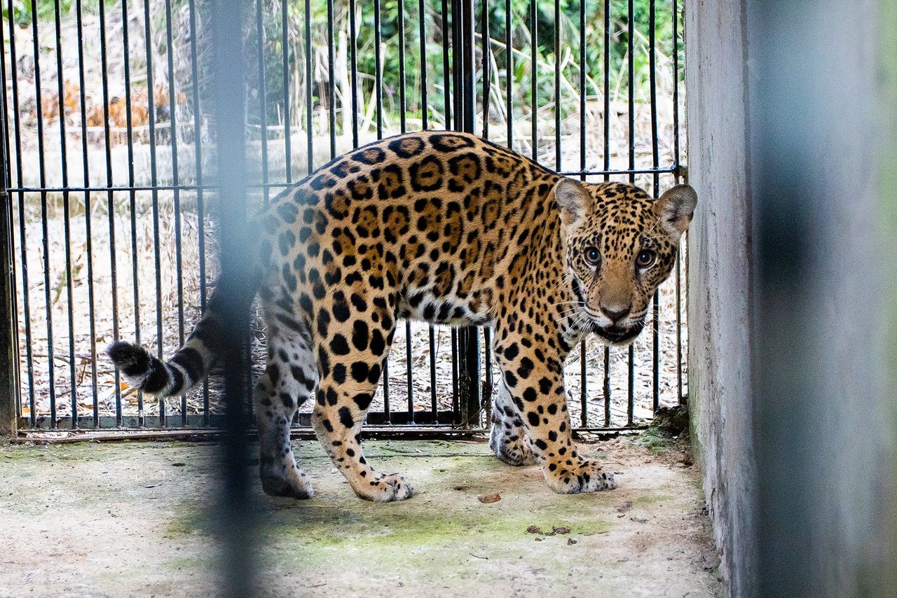 Xamã, a jaguar cub is rescued and transported to the veterinarian in a metal crate.