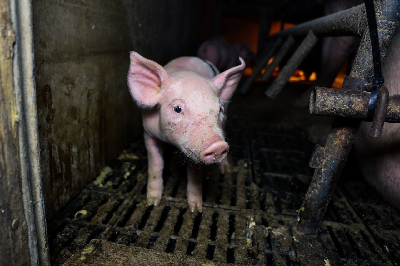 Piglet on a factory farm