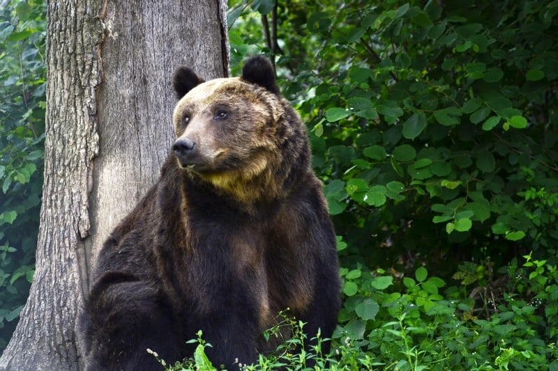 romania_bear_sanctuary_0