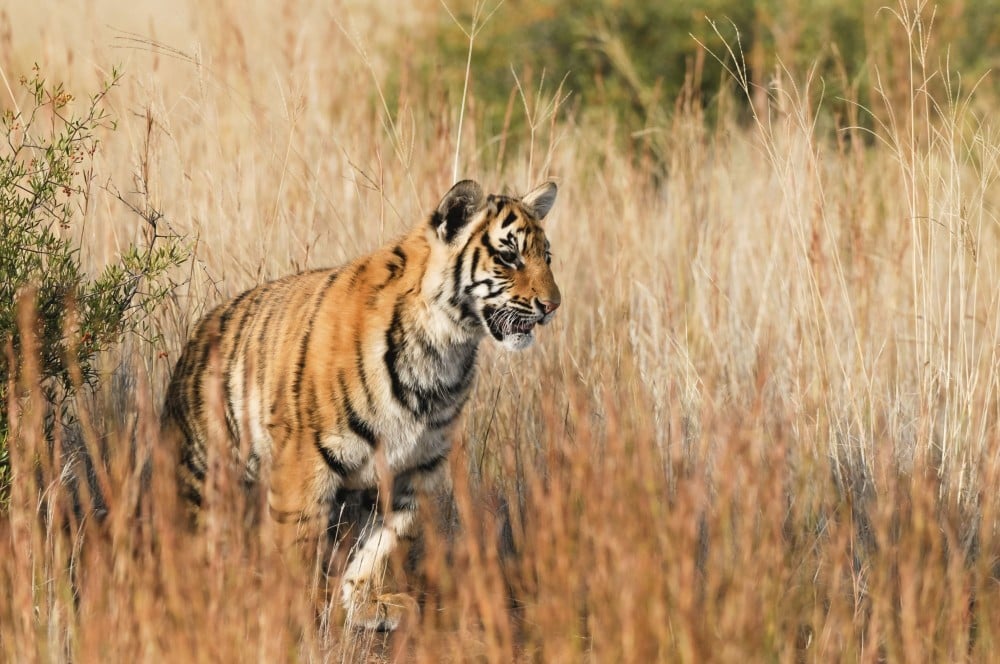 tiger_2