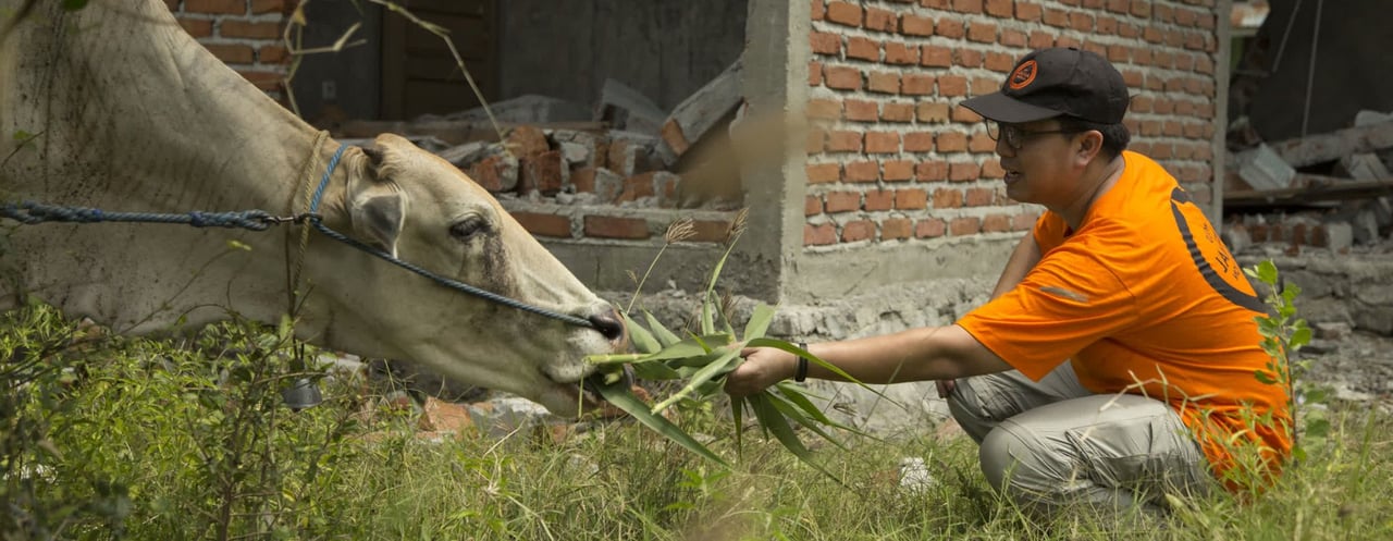 World Animal Protection team treat a cat 