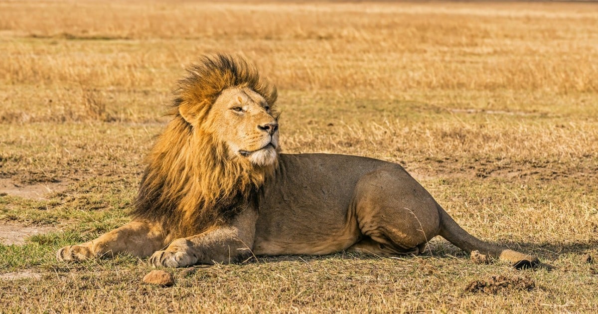 World Lion Day Celebration