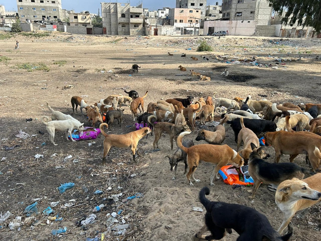 Dogs being fed in Gaza