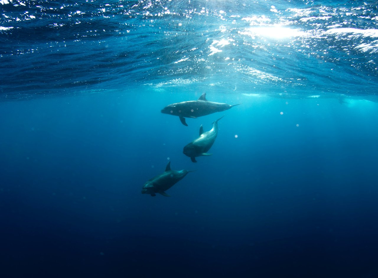 Three dolphins swimming in the vast open ocean. The surface of the water can be seen with sunrays shining through.
