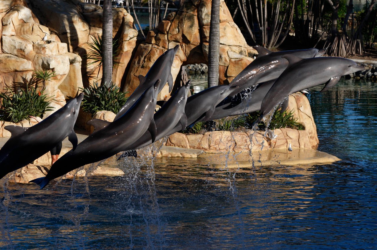 Eight dolphins can be seen jumping in the air. They are clearly performing a show for the purpose of entertainment in an enclosed pool. Fake rocks and palm trees can be seen in the background.