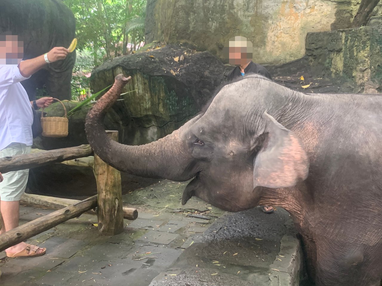 A captive elephant is standing behind a fence while visitors are taking photographs.