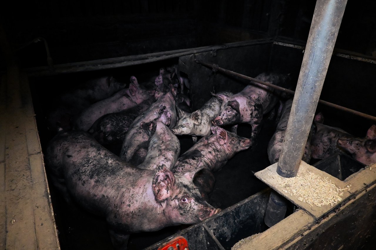 Pigs at a factory farm living in filthy conditions