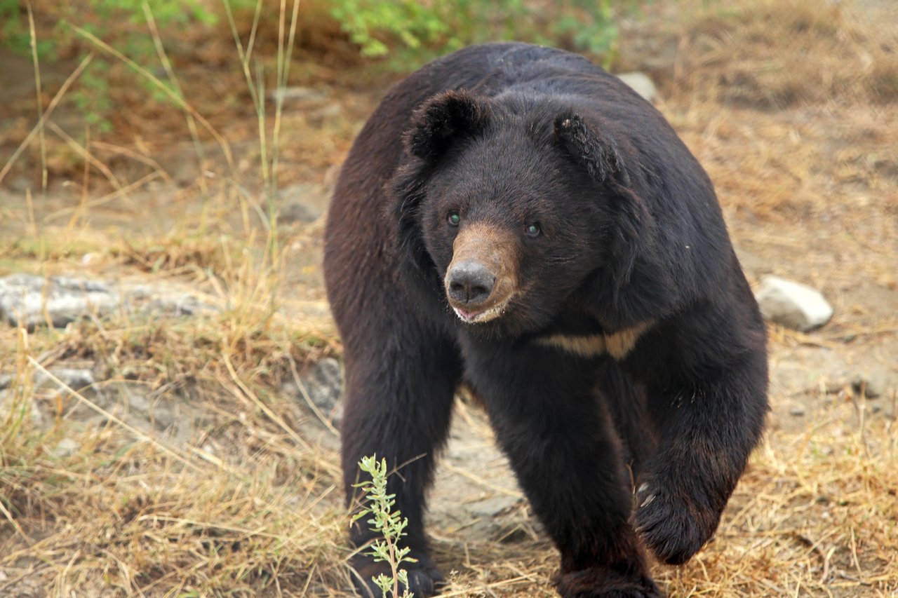 Pooh the bear going for a walk at the sanctuary