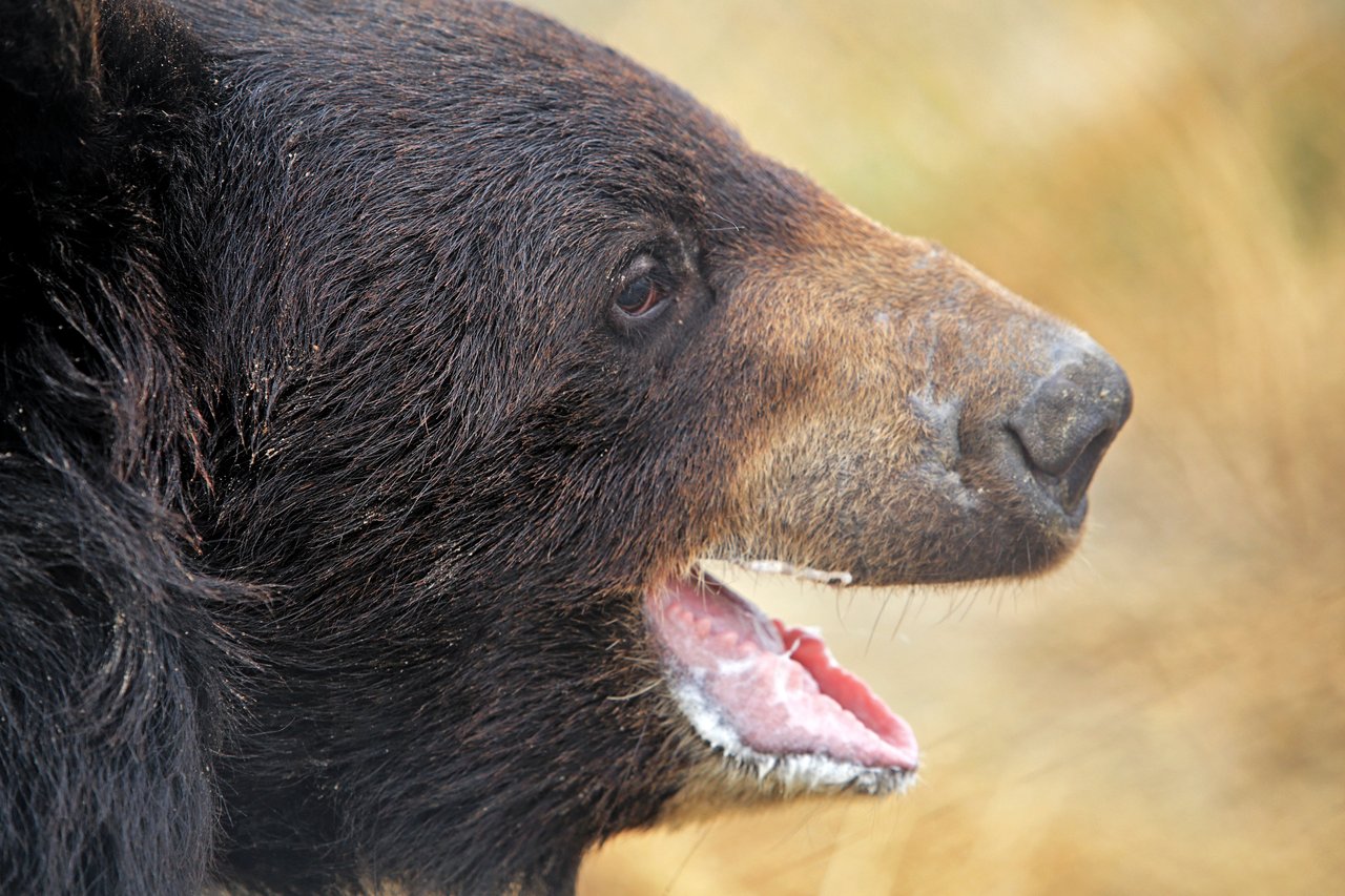 An Asiatic black bear up close with its mouth slightly open