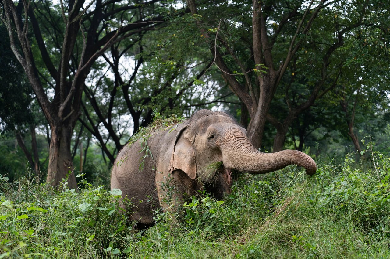 A solitary elephant strides through a lush landscape of grass and trees.