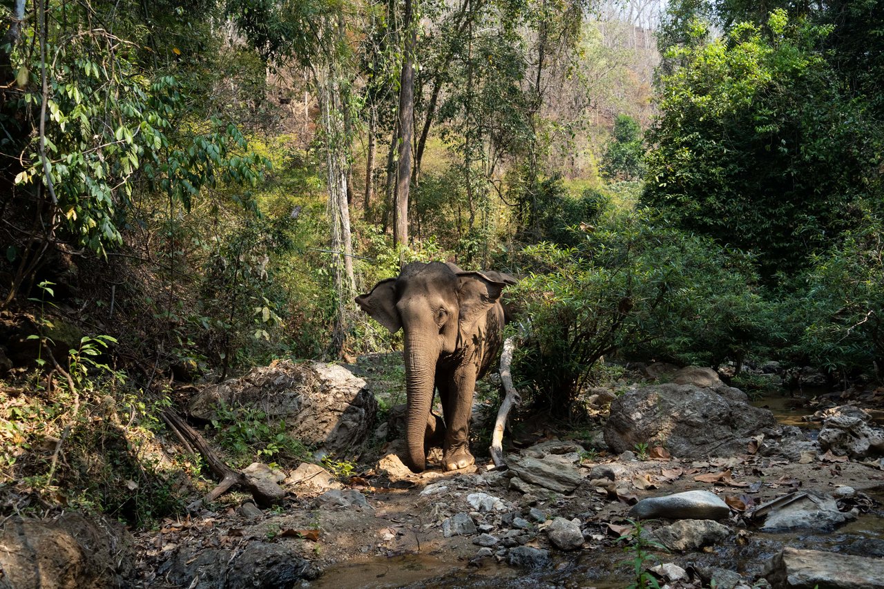 An elephant walking through a lush forest, surrounded by tall trees and scattered rocks.