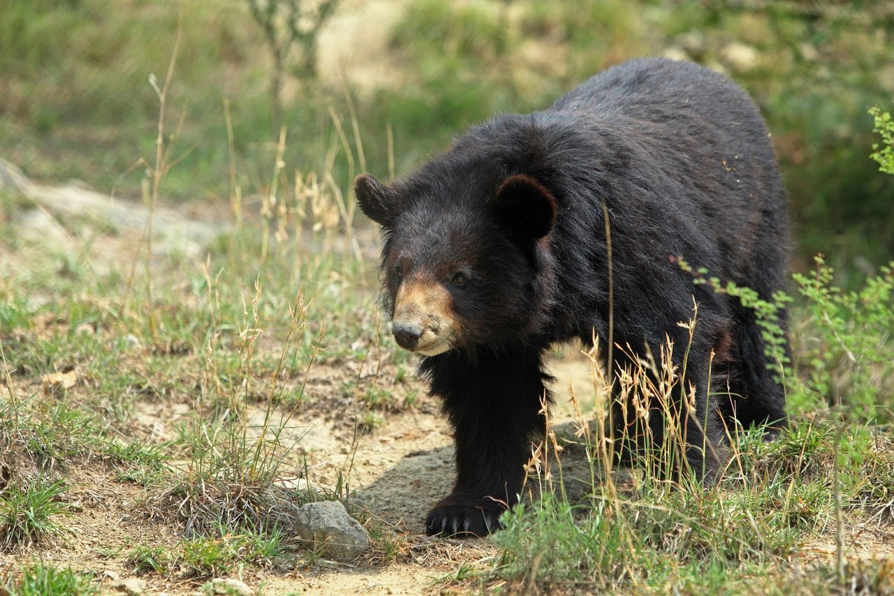 A bear is walking through grass and greenery.