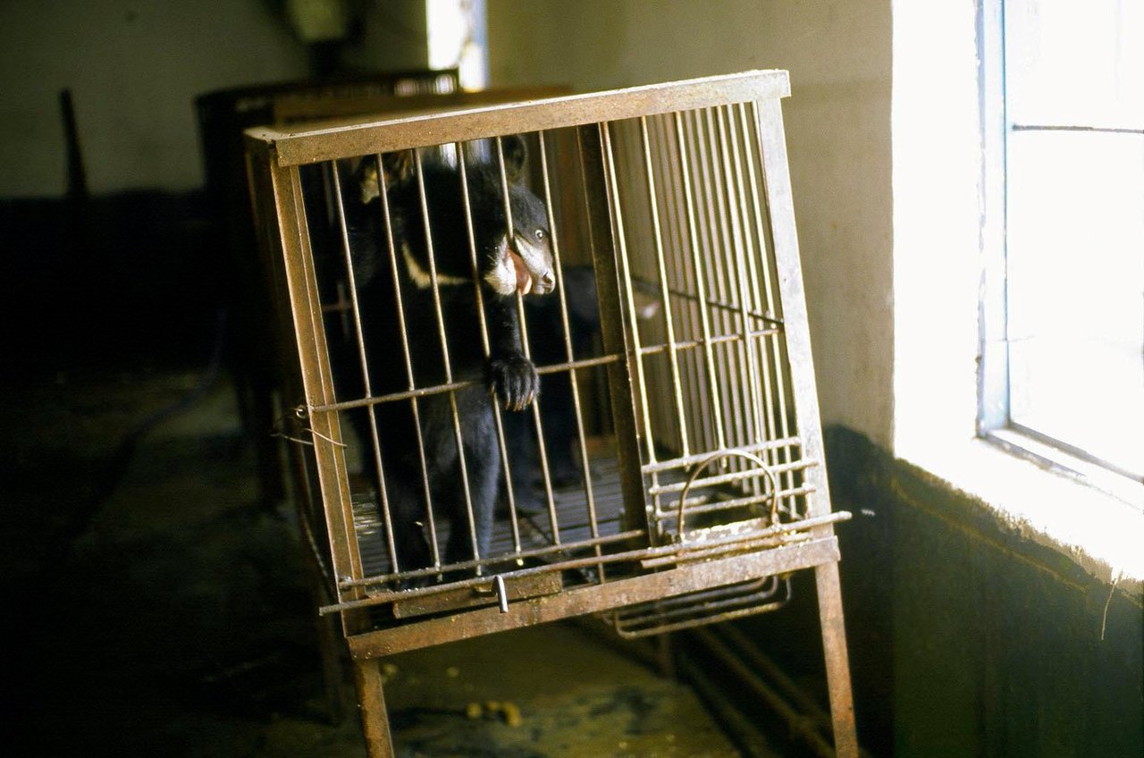 A young bear looks out sadly from a small metal cage in a dimly lit room. Sunlight streams in through a window.