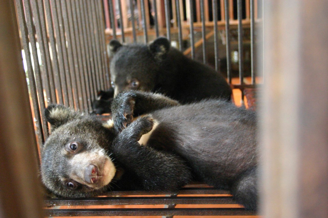 Two bear cubs lie in a metal cage.