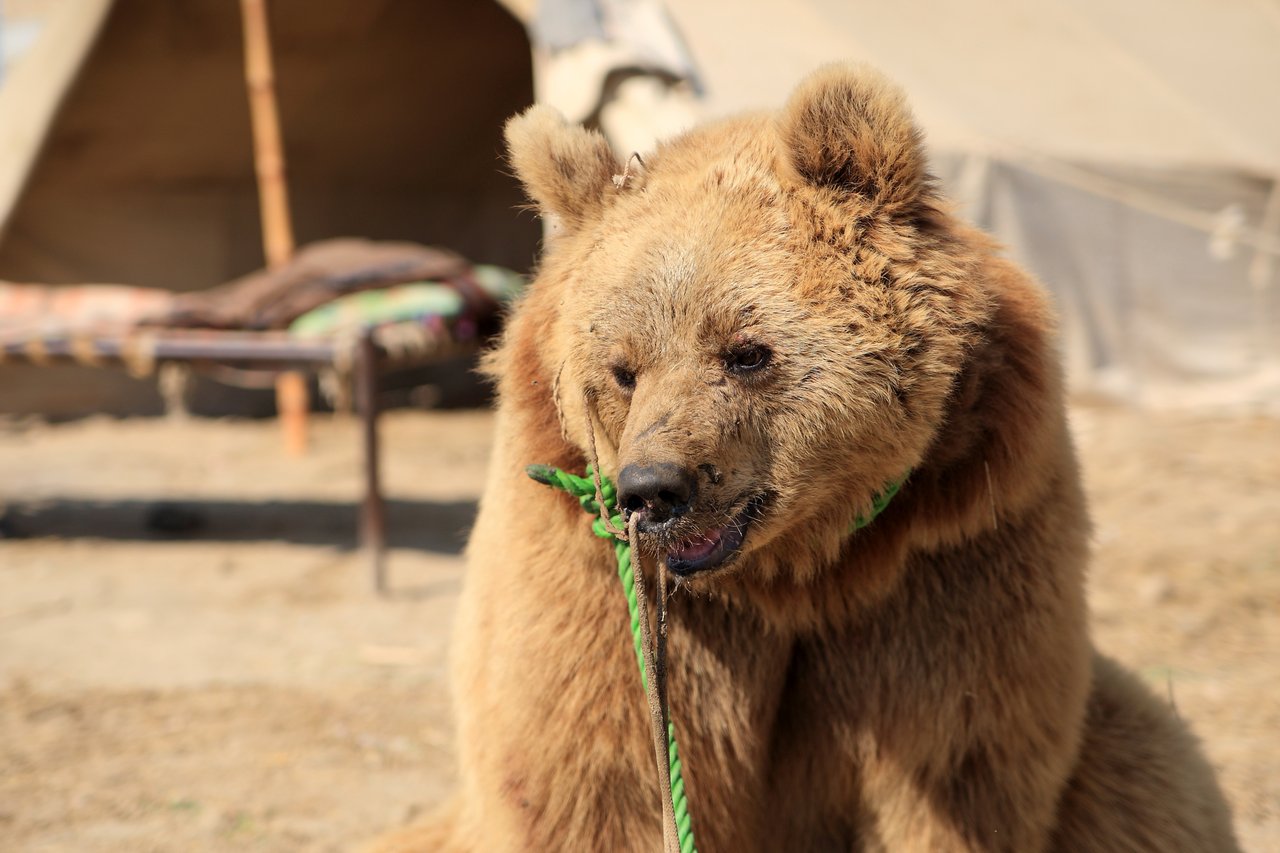 A captive brown bear sits on sandy ground, tethered by a green rope. A makeshift tent and bench are visible in the blurred background.