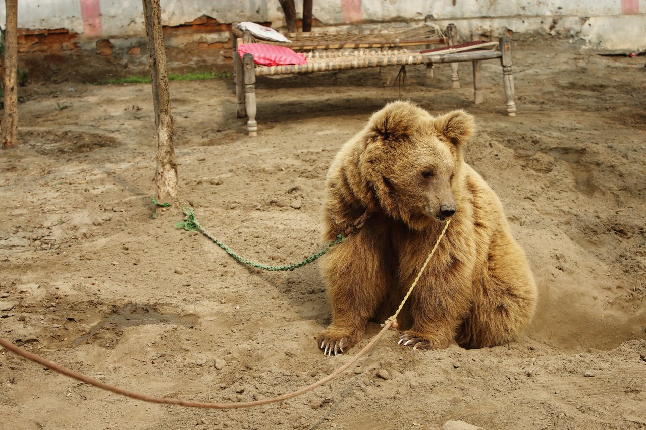A bear is tied up with two different ropes and is sitting on a sandy floor. In the background a bed of some sorts can be seen.