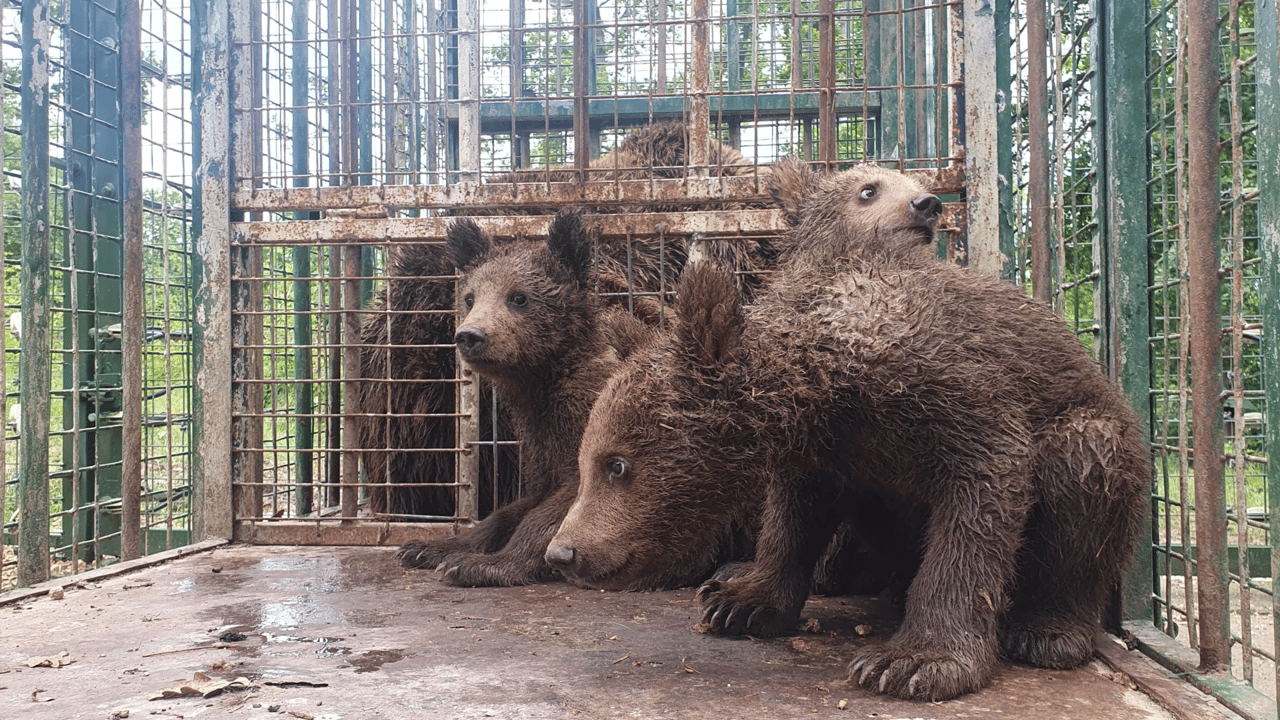 Three bears sitting in an enclosure together