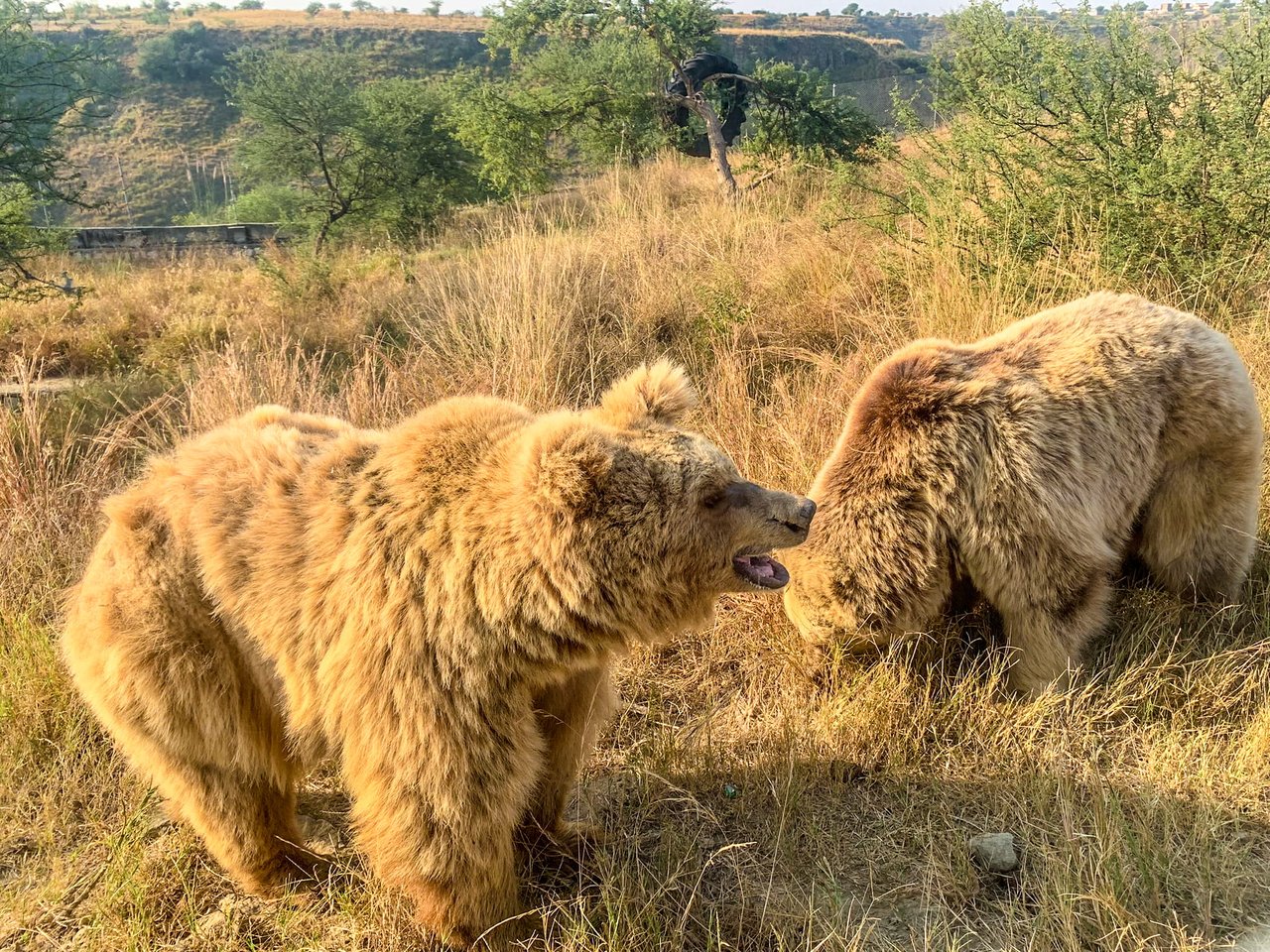 Two brown bears in a grassy field, one standing and the other foraging. Sunlight casts warm tones, with trees and a hill in the background.