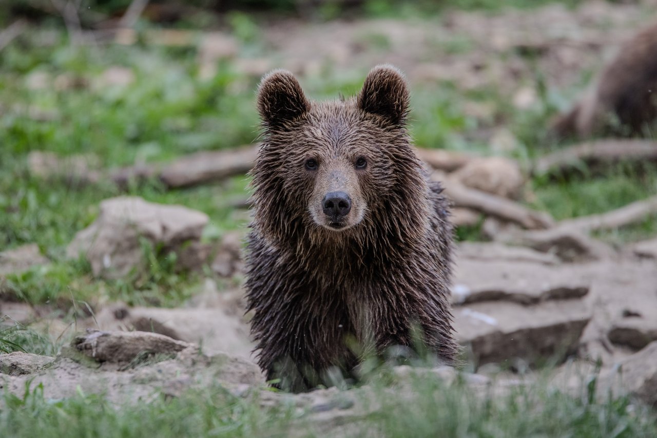 Young brown bear with wet fur stands alert among scattered rocks and grass, gazing curiously. Its ears perked forward, the setting feels wild and natural.