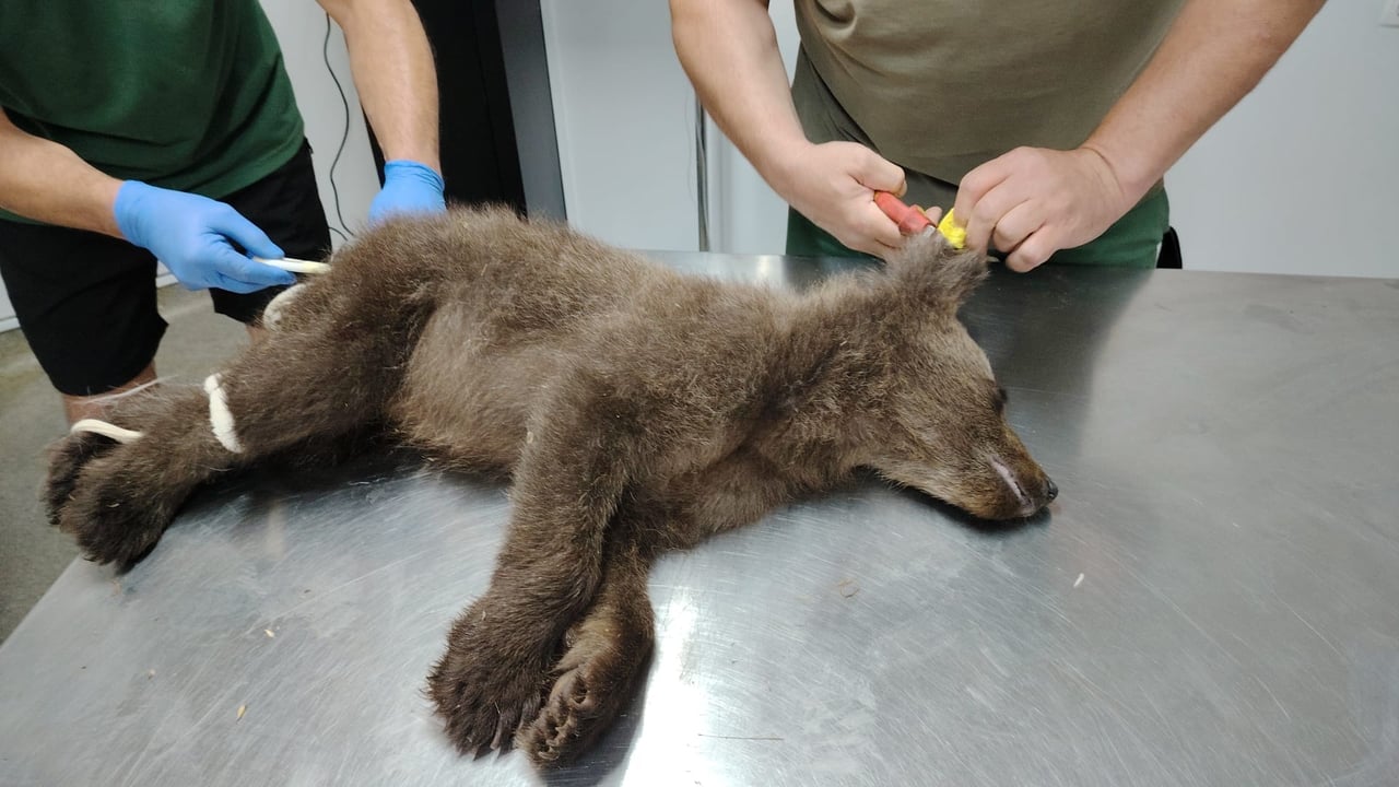 A small bear cub lies sedated on a metal table in a veterinary setting. Two people, wearing gloves, attend to the cub.