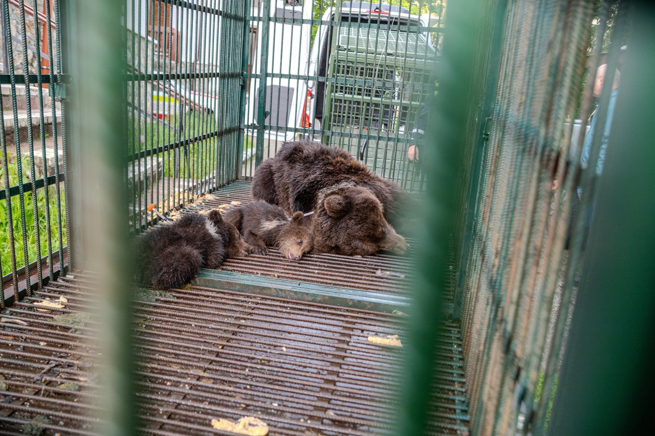 An adult bear and cubs can be seen huddled together in a green cage