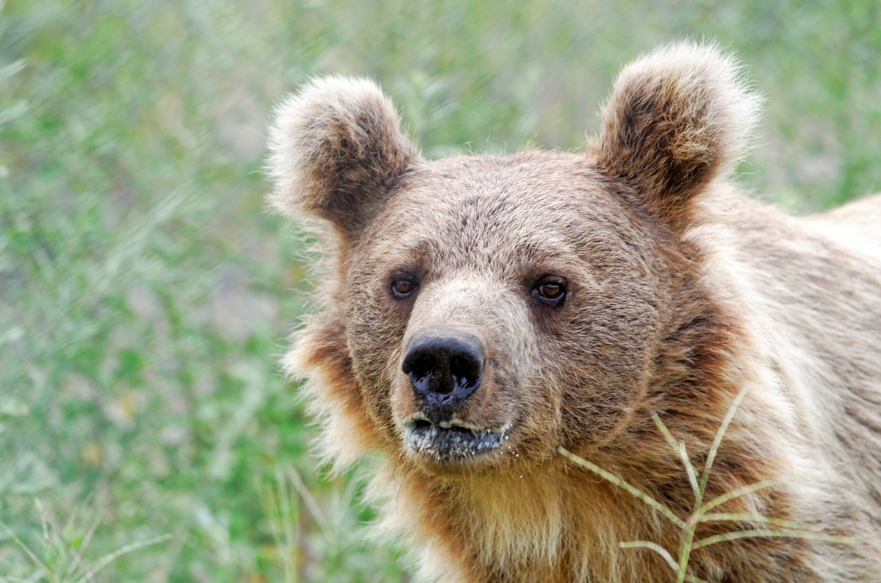 A close up photograph of a bear's face