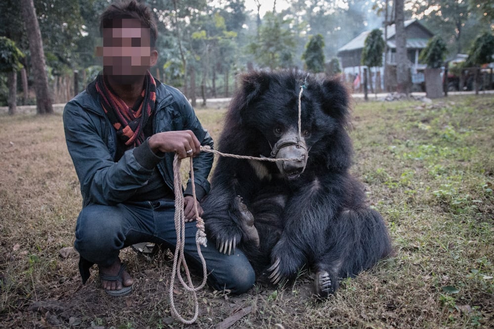 A captive bear being held on a leash