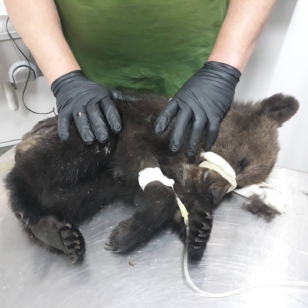 A baby bear is laying on its side on a table and is being examined by a veterinarian