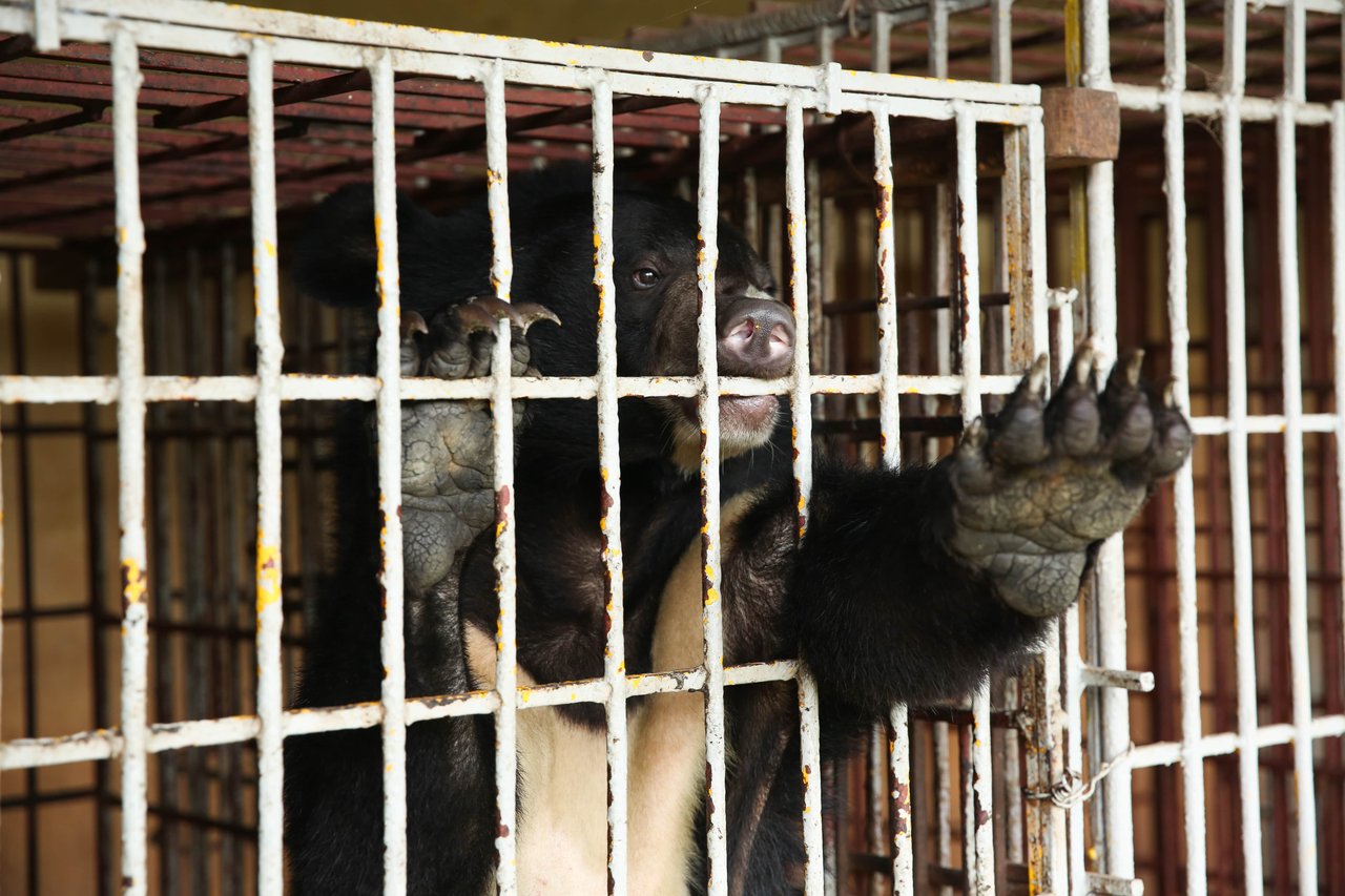 A bear being held in a cage is stretching its paw out as if crying for help