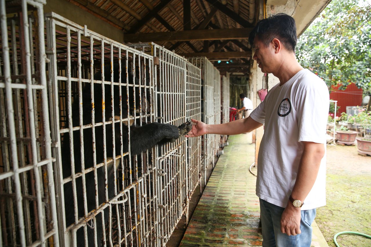 Phuong Le Duy, World Animal Protection's Vietnam Consultant assesses a bear in its cage, prior to the rescue.