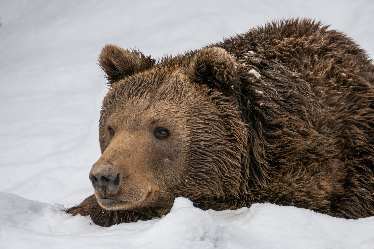A bear laying in snow