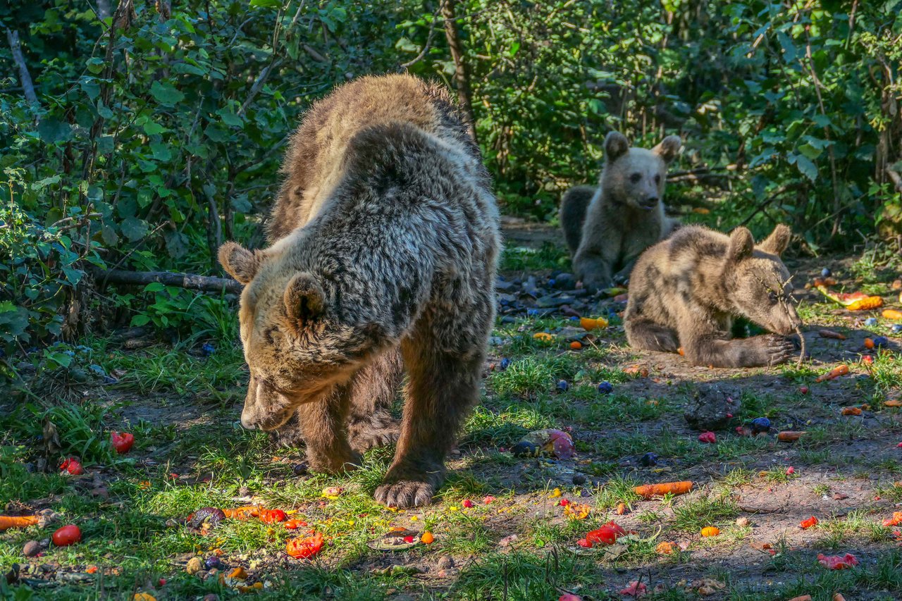 Daria and her cubs at the sanctuary surrounded by greenery and fruit scattered on the floor