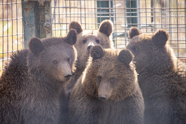 A group of four bears huddled together - three of them are looking at the camera and one of them is looking to the side