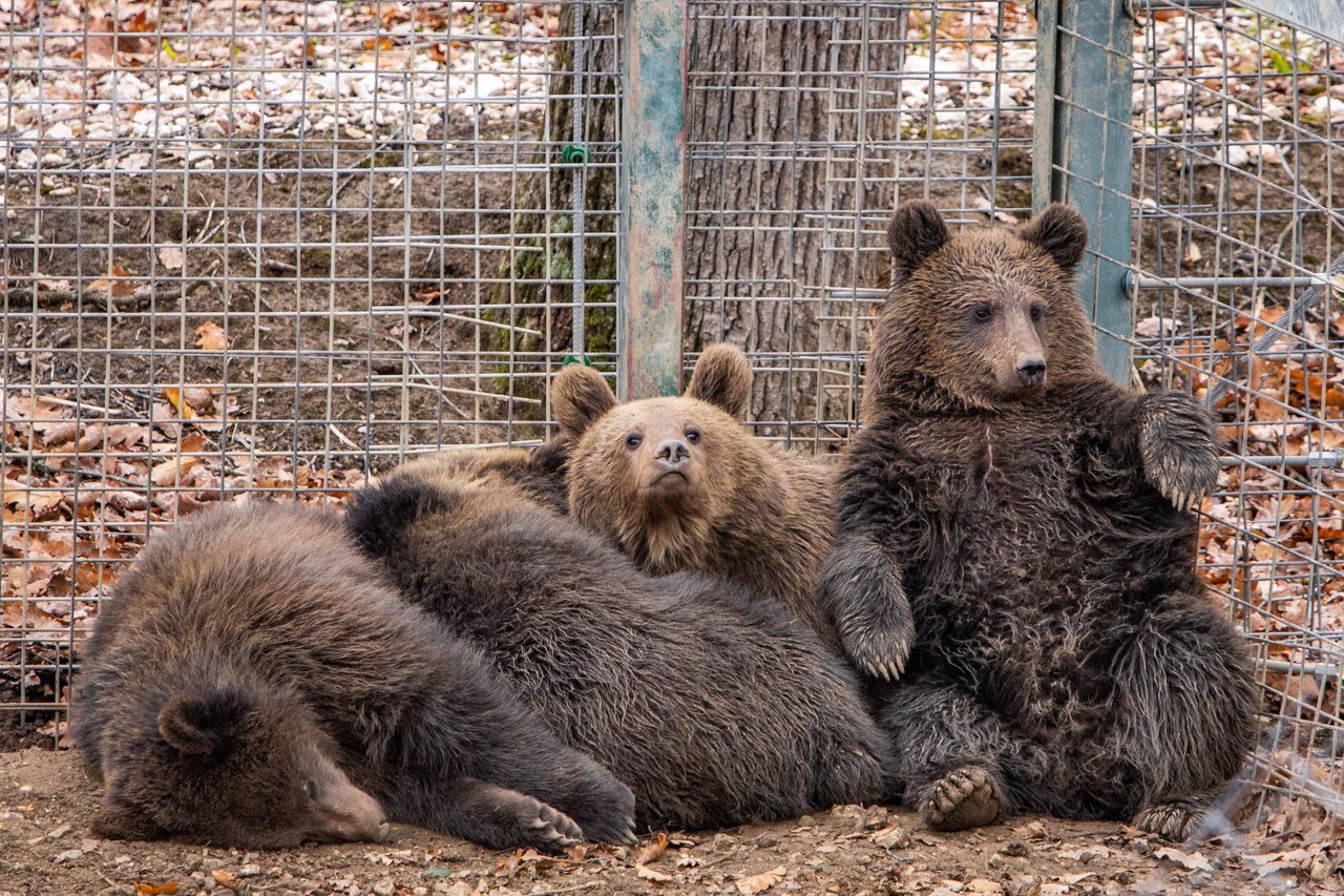 Bibi, Ghitte, Peter and Hugh. Four orphaned cubs arrived at AMP Libearty sanctuary in Romania in Autumn 2023, ready to start new lives.