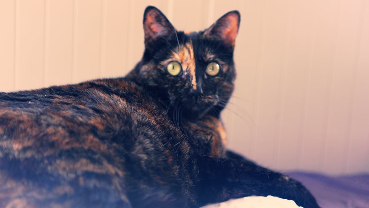 A tortoiseshell cat with green eyes lies on a soft surface, looking directly at the camera against a neutral background.